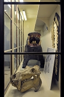 hippo specola 8-2017 0709